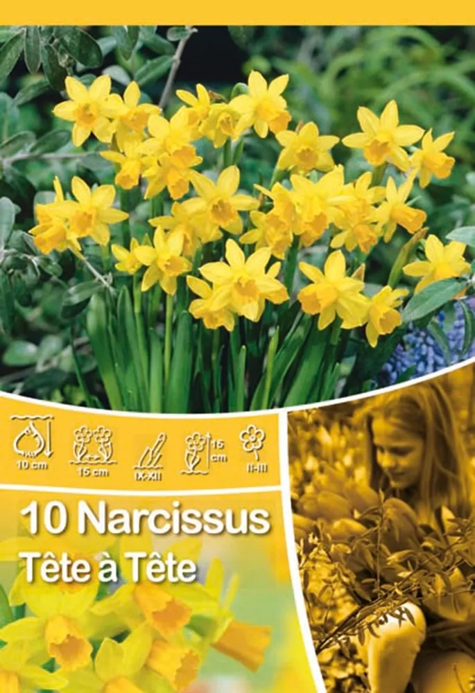 Narcis botanický Tete a Tete Narcis botanický Tete a Tete