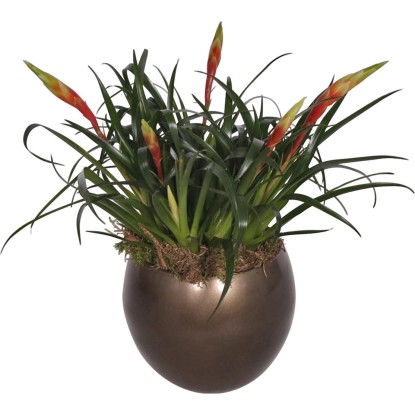 Aranžmá vrísey v keramické kouli, průměr květináče cca 16 cm Aranžmá vrísey v keramické kouli, průměr květináče cca 16 cm