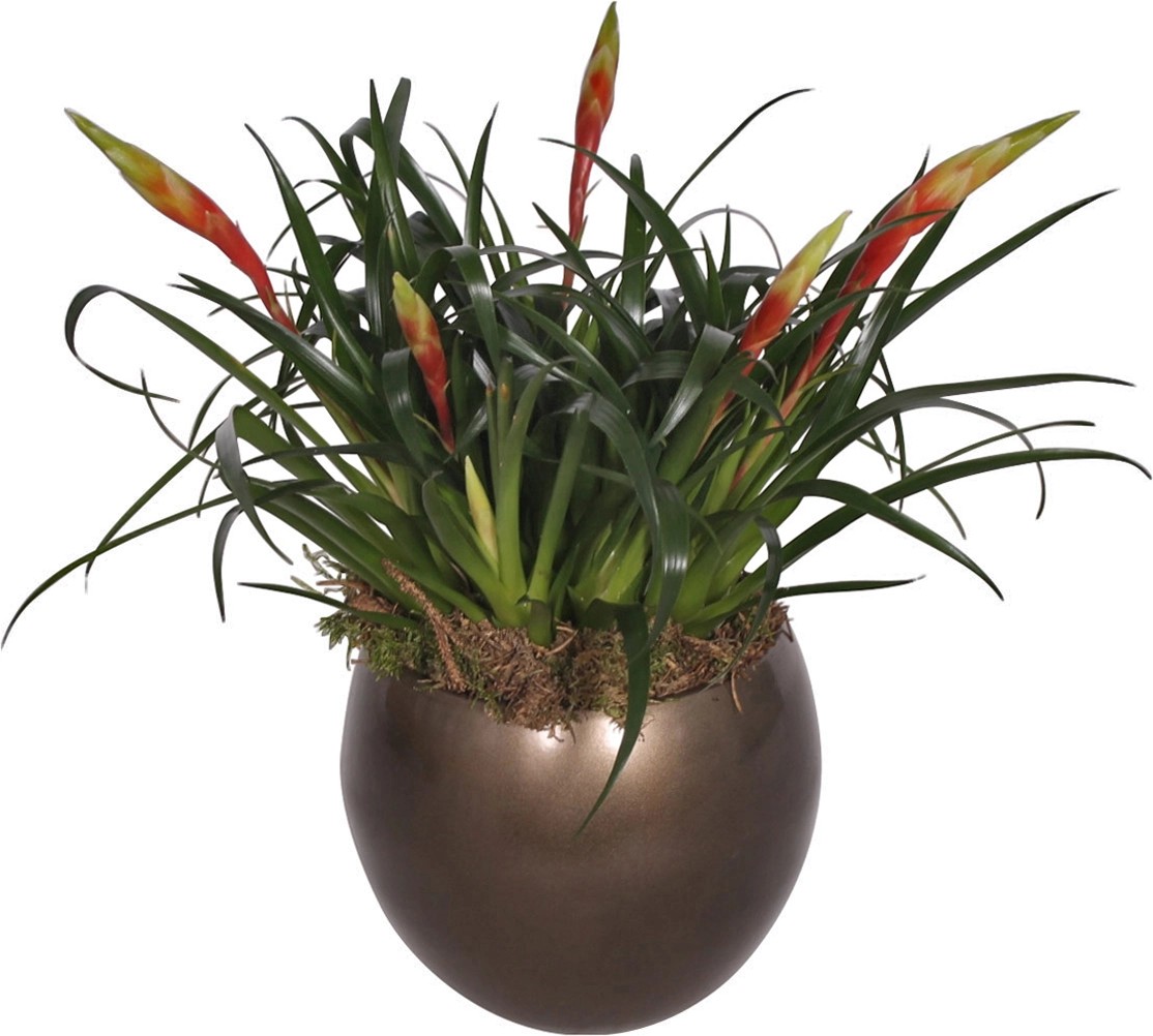 Aranžmá vrísey v keramické kouli, průměr květináče cca 16 cm Aranžmá vrísey v keramické kouli, průměr květináče cca 16 cm