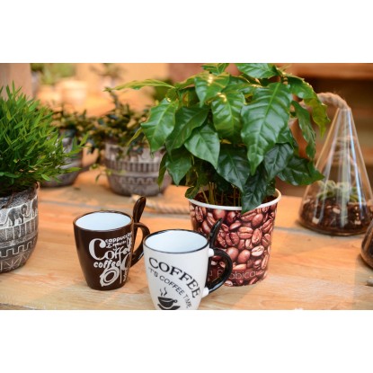 Kávovník květináče cca 12 cm Kávovník květináče cca 12 cm