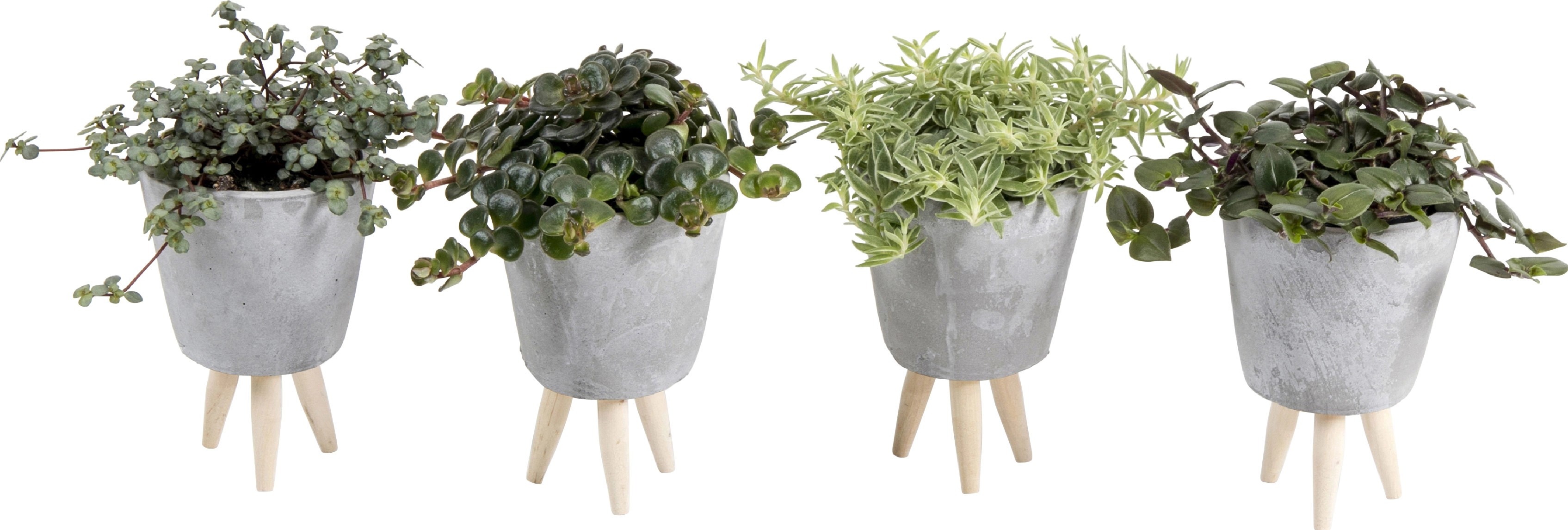 Zelená rostlina v keramické nádobě průměr květináče cca 6 cm Zelená rostlina v keramické nádobě průměr květináče cca 6 cm