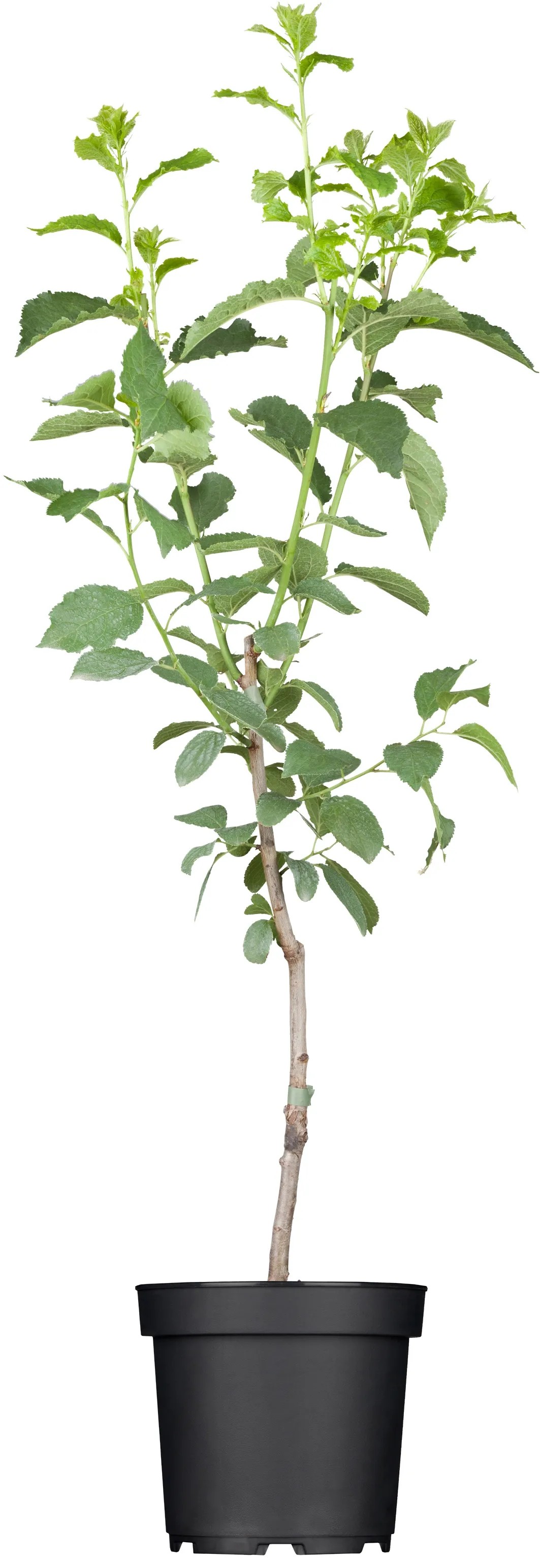 GROW by OBI Bio slivoň švestka (Prunus domestica), 120-140 cm, kv. 7 l GROW by OBI Bio slivoň švestka (Prunus domestica), 120-140 cm, kv. 7 l