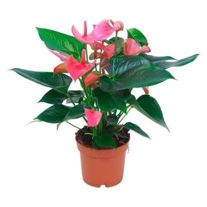 GROW by OBI Anturie růžová průměr květináče cca 12 cm GROW by OBI Anturie růžová průměr květináče cca 12 cm