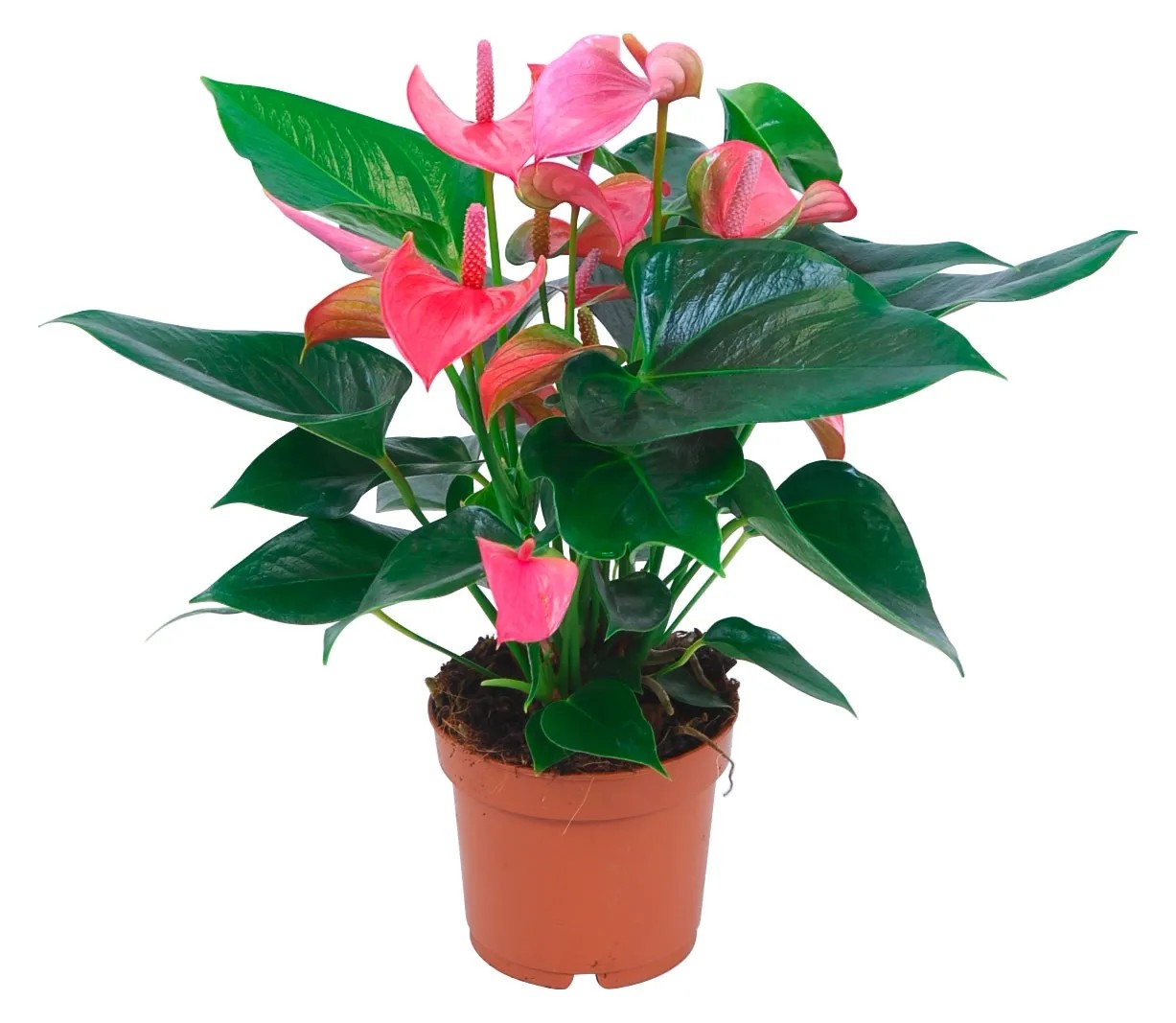 GROW by OBI Anturie růžová průměr květináče cca 12 cm GROW by OBI Anturie růžová průměr květináče cca 12 cm