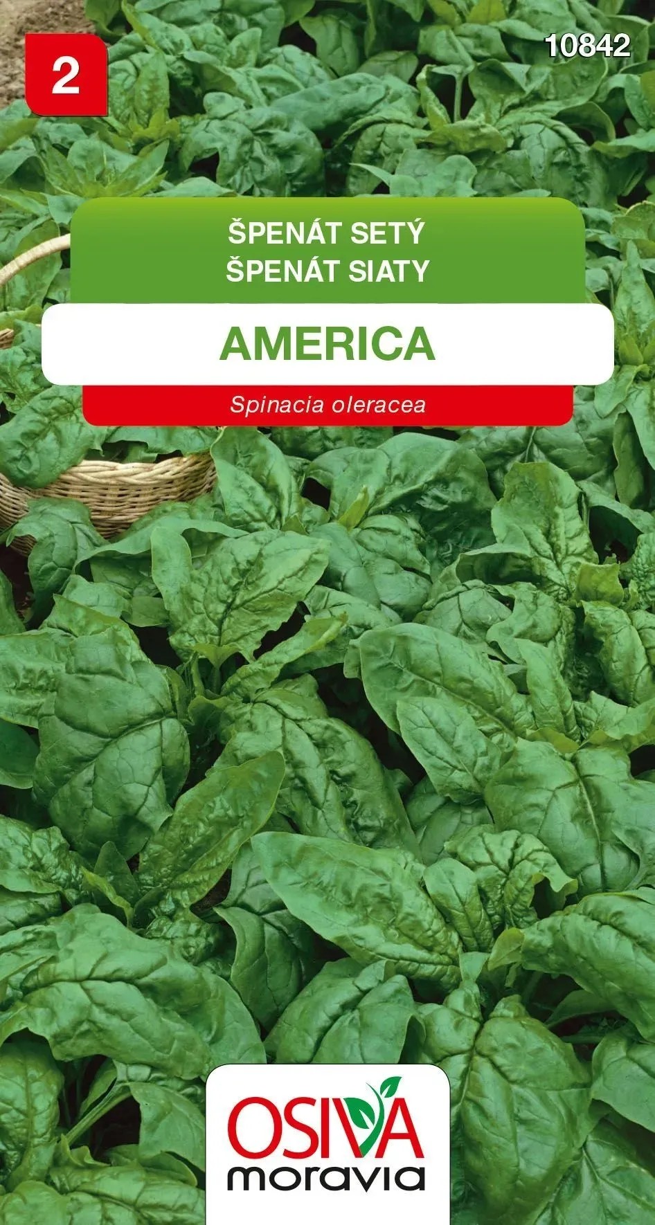 Špenát Setý - America (Spinacea oleracea) Špenát Setý - America (Spinacea oleracea)