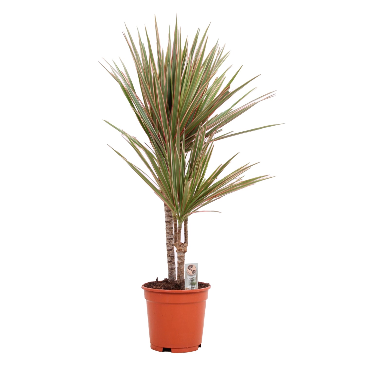 GROW by OBI Dračinec vroubený (Dracaena marginata) Bicolor výška 75-95cm pr.17cm GROW by OBI Dračinec vroubený (Dracaena marginata) Bicolor výška 75-95cm pr.17cm