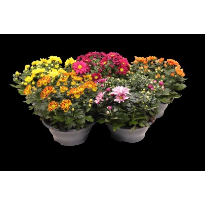 Chryzantémová miska (Chrysanthemum), výška cca 30 - 36 cm, pr. cca 23 cm Chryzantémová miska (Chrysanthemum), výška cca 30 - 36 cm, pr. cca 23 cm