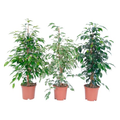 Fíkus malolistý průměr květináče cca 17 cm Fíkus malolistý průměr květináče cca 17 cm