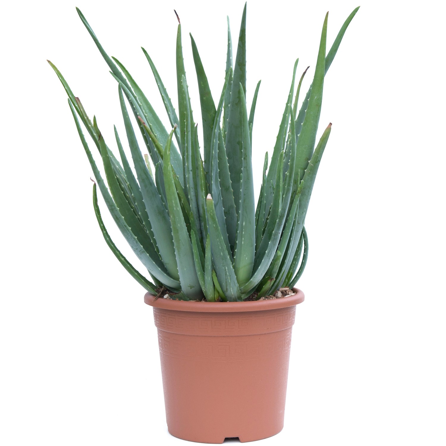 GROW by OBI Aloe pravá (Aloe vera) výška 20-30 cm, květináč 6 l GROW by OBI Aloe pravá (Aloe vera) výška 20-30 cm, květináč 6 l