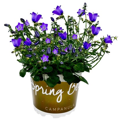 Royal Lemkes Zvonek karpatský (Campanula carpatica)"Spring Bell" modrý pr.12cm Royal Lemkes Zvonek karpatský (Campanula carpatica)"Spring Bell" modrý pr.12cm