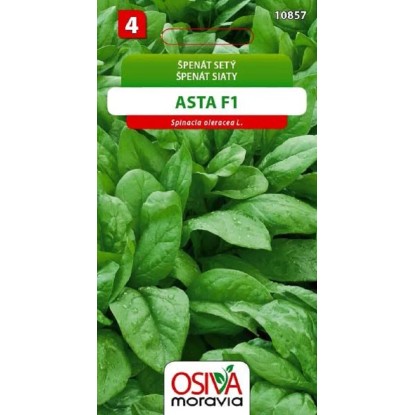 Špenát Setý - Asta F1 (Spinacea oleracea L.) Špenát Setý - Asta F1 (Spinacea oleracea L.)
