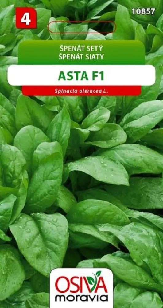 Špenát Setý - Asta F1 (Spinacea oleracea L.) Špenát Setý - Asta F1 (Spinacea oleracea L.)