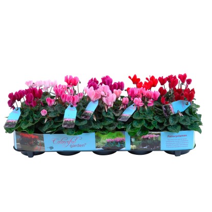 Brambořík mix barev průměr květináče cca 10,5 cm Brambořík mix barev průměr květináče cca 10,5 cm