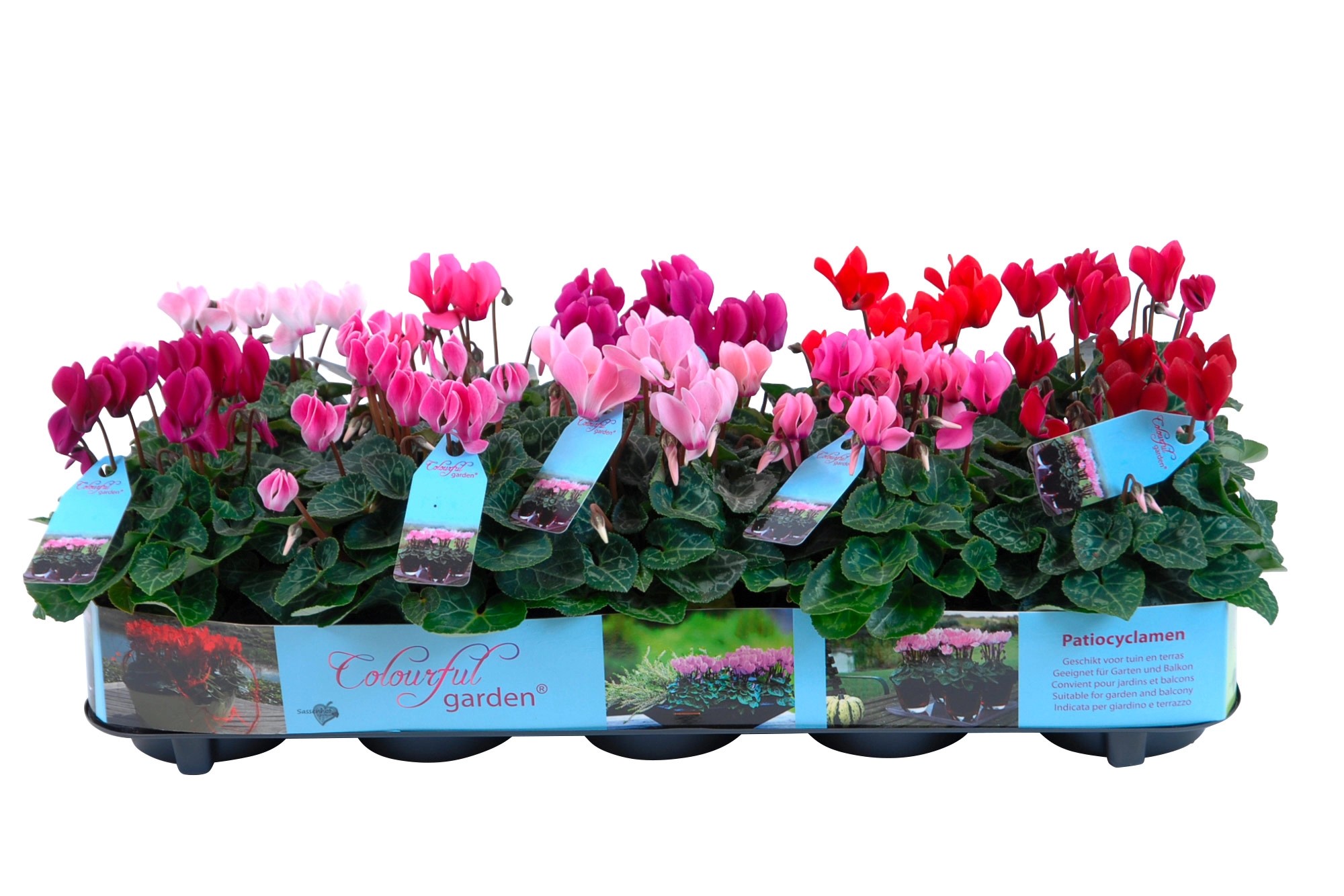 Brambořík mix barev průměr květináče cca 10,5 cm Brambořík mix barev průměr květináče cca 10,5 cm