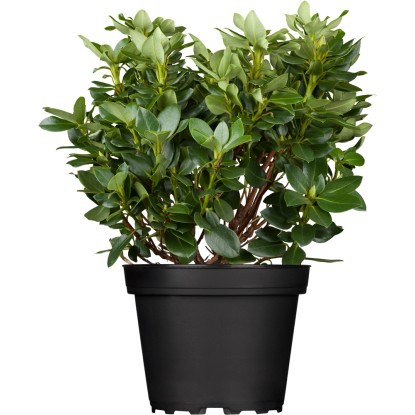 Pěnišník Goldkrone žlutý výška 10 - 20 cm květináč cca 4 l Pěnišník Goldkrone žlutý výška 10 - 20 cm květináč cca 4 l