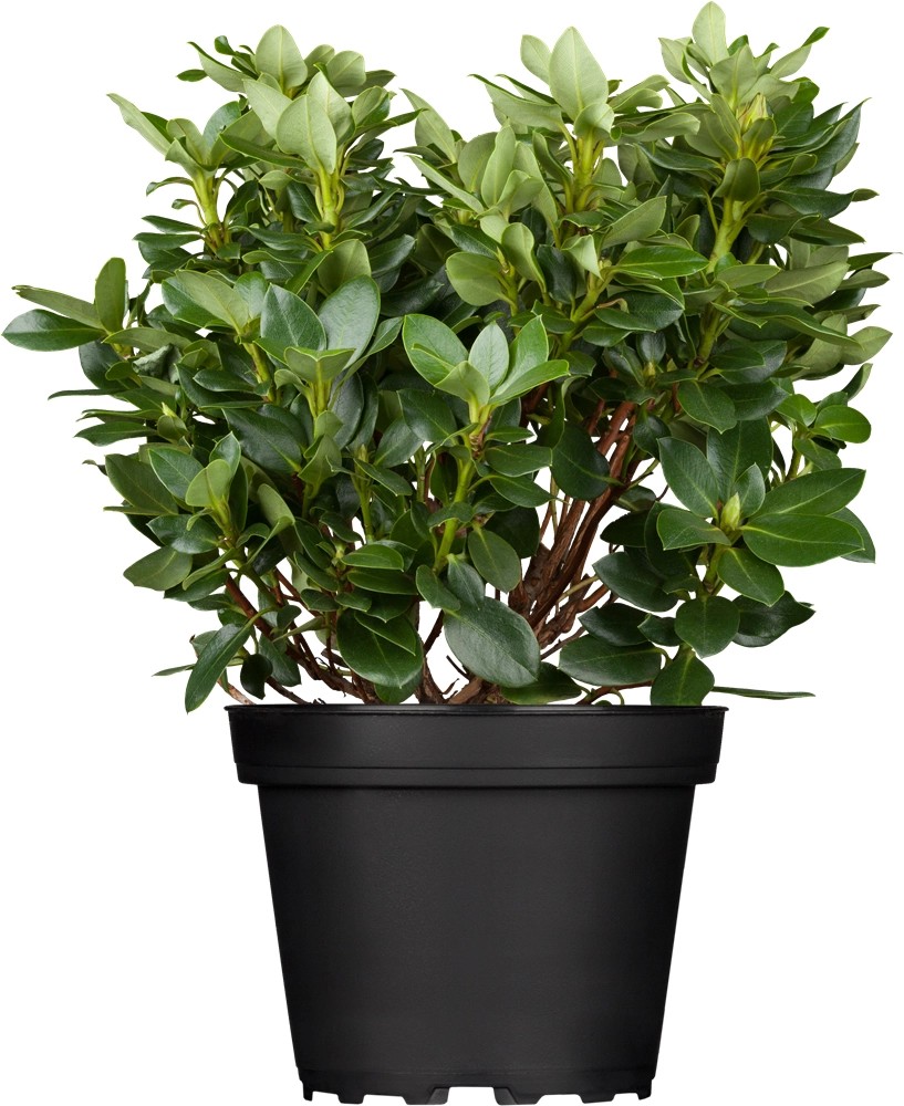 Pěnišník Goldkrone žlutý výška 10 - 20 cm květináč cca 4 l Pěnišník Goldkrone žlutý výška 10 - 20 cm květináč cca 4 l