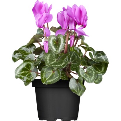 Brambořík perský průměr květináče cca 10,5 cm Cyclamen Brambořík perský průměr květináče cca 10,5 cm Cyclamen