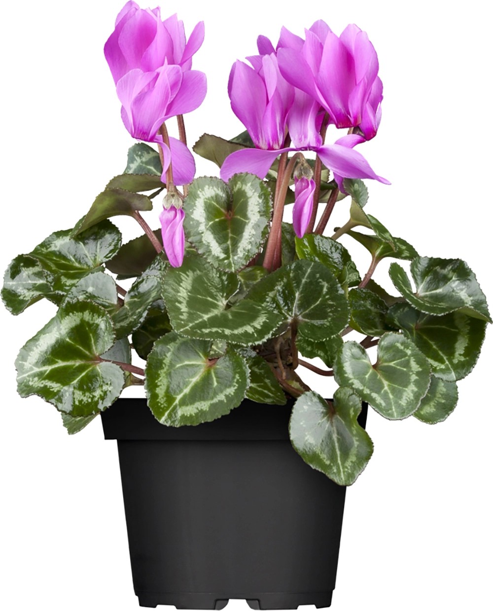 Brambořík perský průměr květináče cca 10,5 cm Cyclamen Brambořík perský průměr květináče cca 10,5 cm Cyclamen