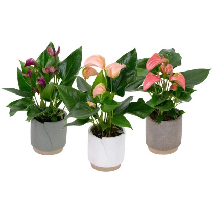 Toulitka (Anthurium andreanum) v keram. květináči, pr. cca 11 x 30 - 40 cm Toulitka (Anthurium andreanum) v keram. květináči, pr. cca 11 x 30 - 40 cm