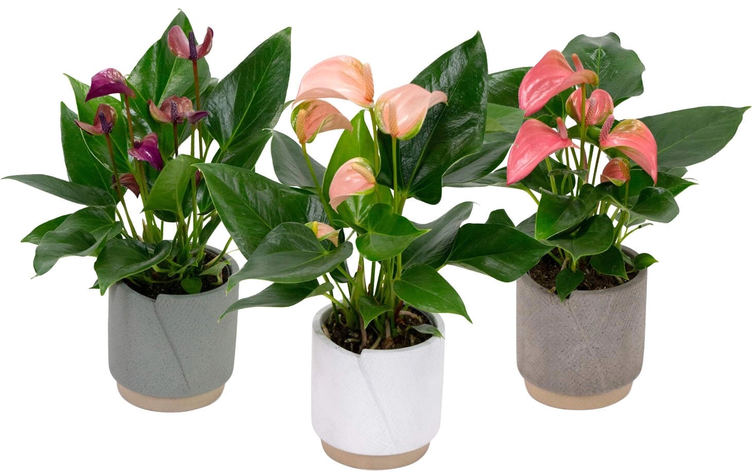 Toulitka (Anthurium andreanum) v keram. květináči, pr. cca 11 x 30 - 40 cm Toulitka (Anthurium andreanum) v keram. květináči, pr. cca 11 x 30 - 40 cm