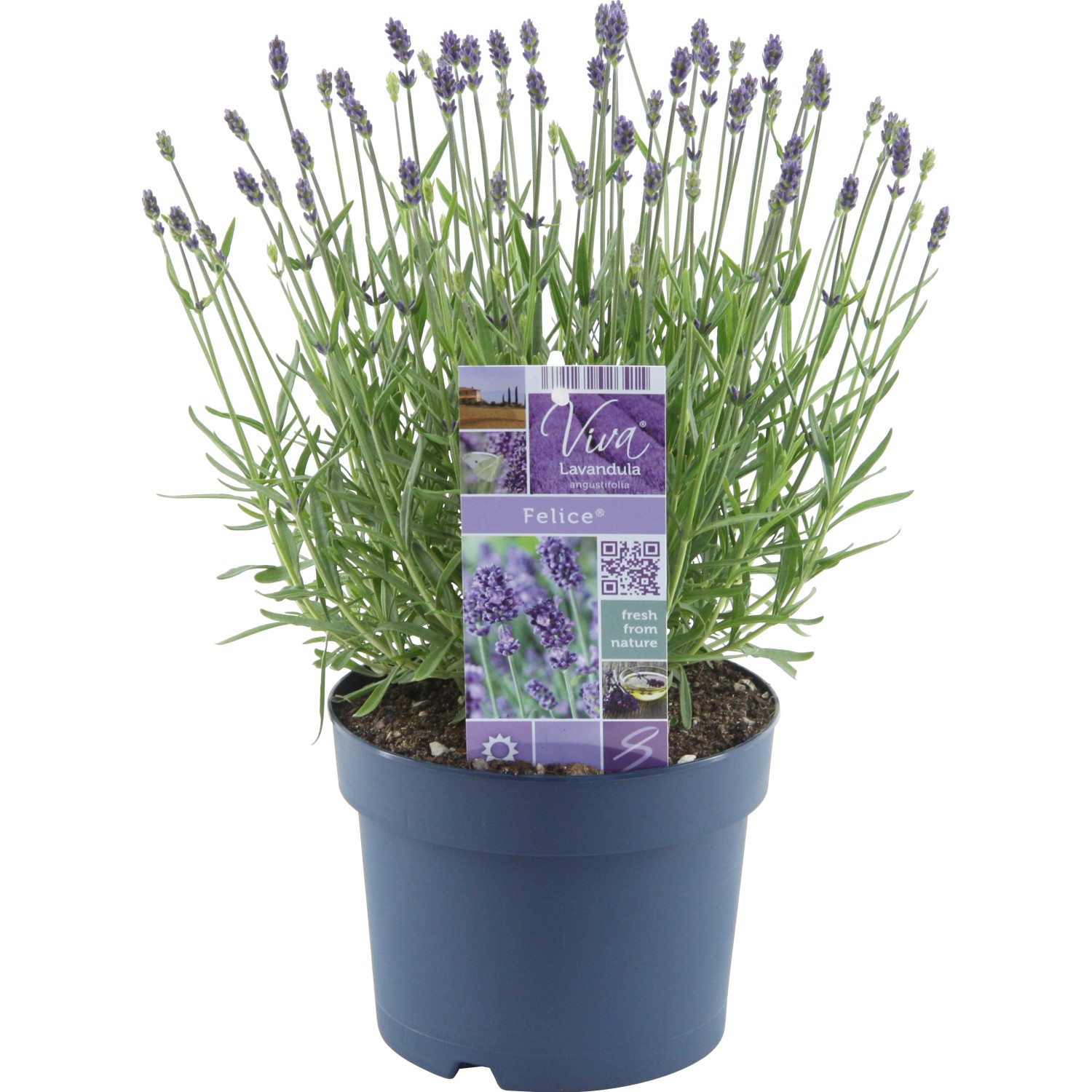 Levandule Felice průměr květináče cca 17 cm Levandule Felice průměr květináče cca 17 cm