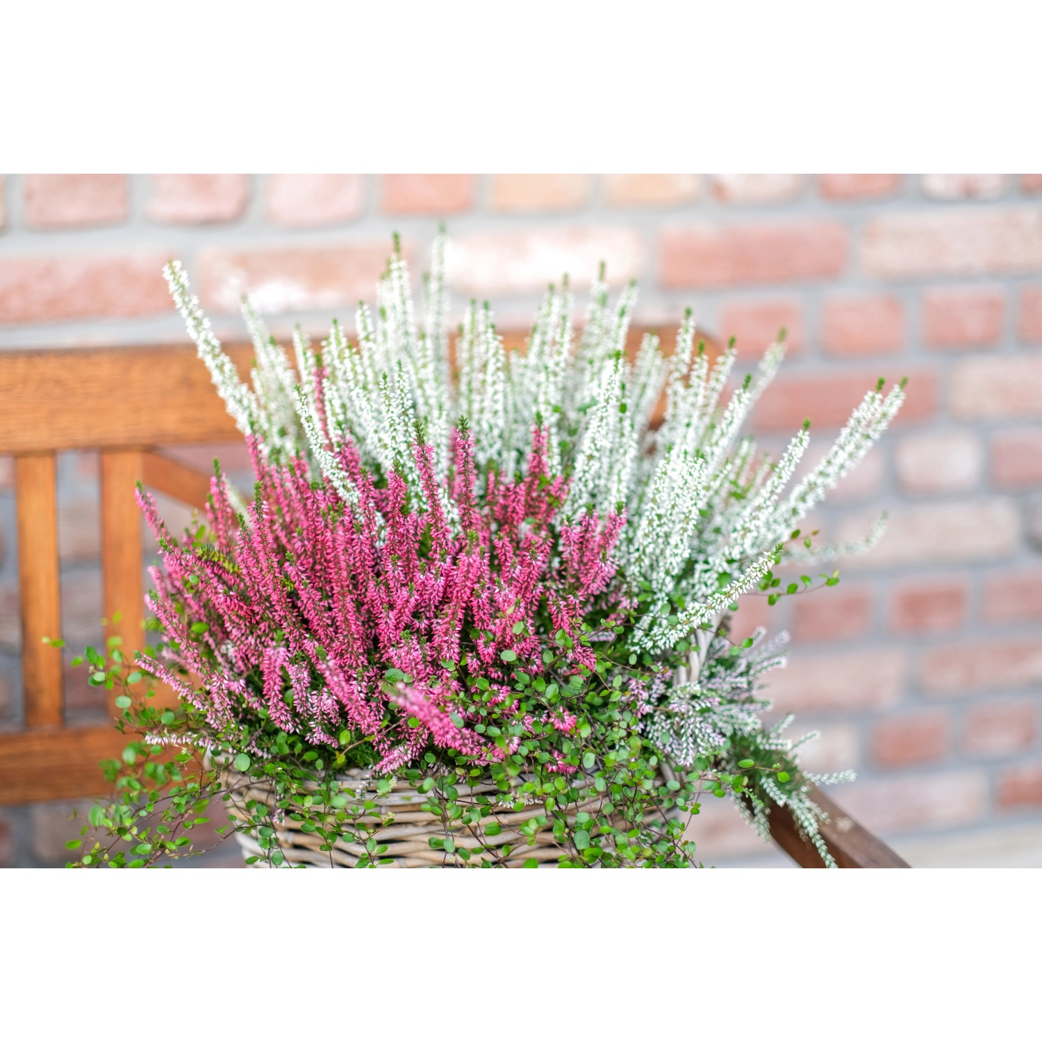 Grow by OBI Vřes Calluna vulgaris Beautybelle XL Mix pr cca 23 cm