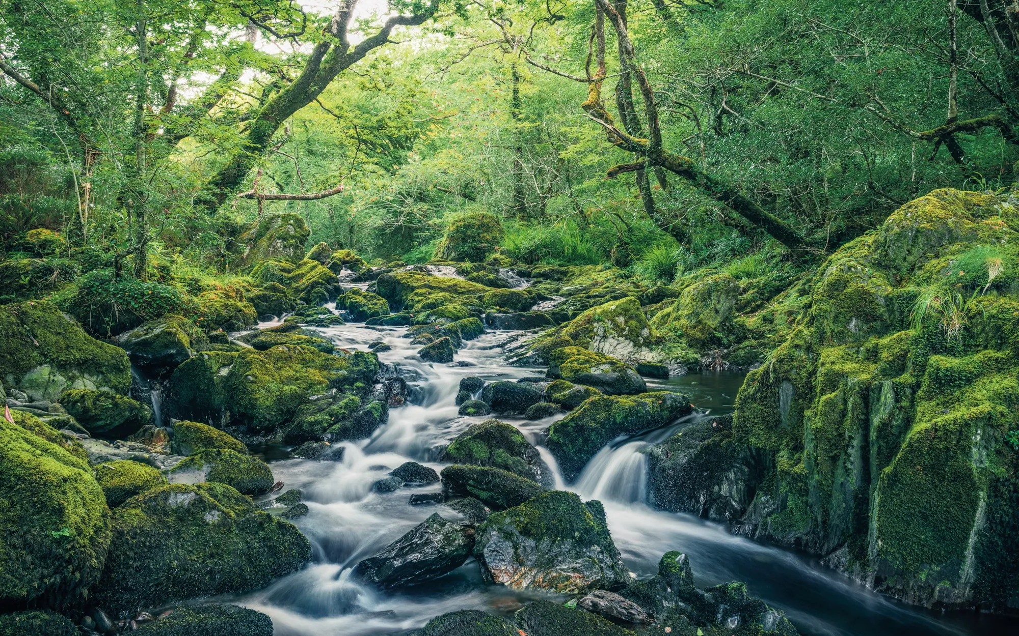 Komar Vliesová fototapeta Green Tales 400 x 250 cm Komar Vliesová fototapeta Green Tales 400 x 250 cm