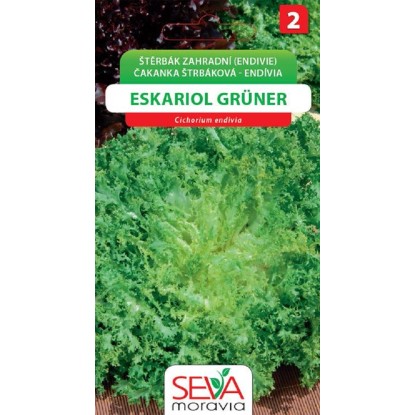 Štěrbák Zahradní - Eskariol Gruner (Cichorium endivia) Štěrbák Zahradní - Eskariol Gruner (Cichorium endivia)