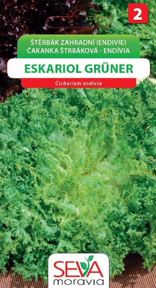 Štěrbák Zahradní - Eskariol Gruner (Cichorium endivia) Štěrbák Zahradní - Eskariol Gruner (Cichorium endivia)