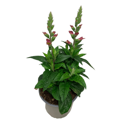 Náprstník (Digiplexis Hybrida), pr. kv. 23 cm Náprstník (Digiplexis Hybrida), pr. kv. 23 cm