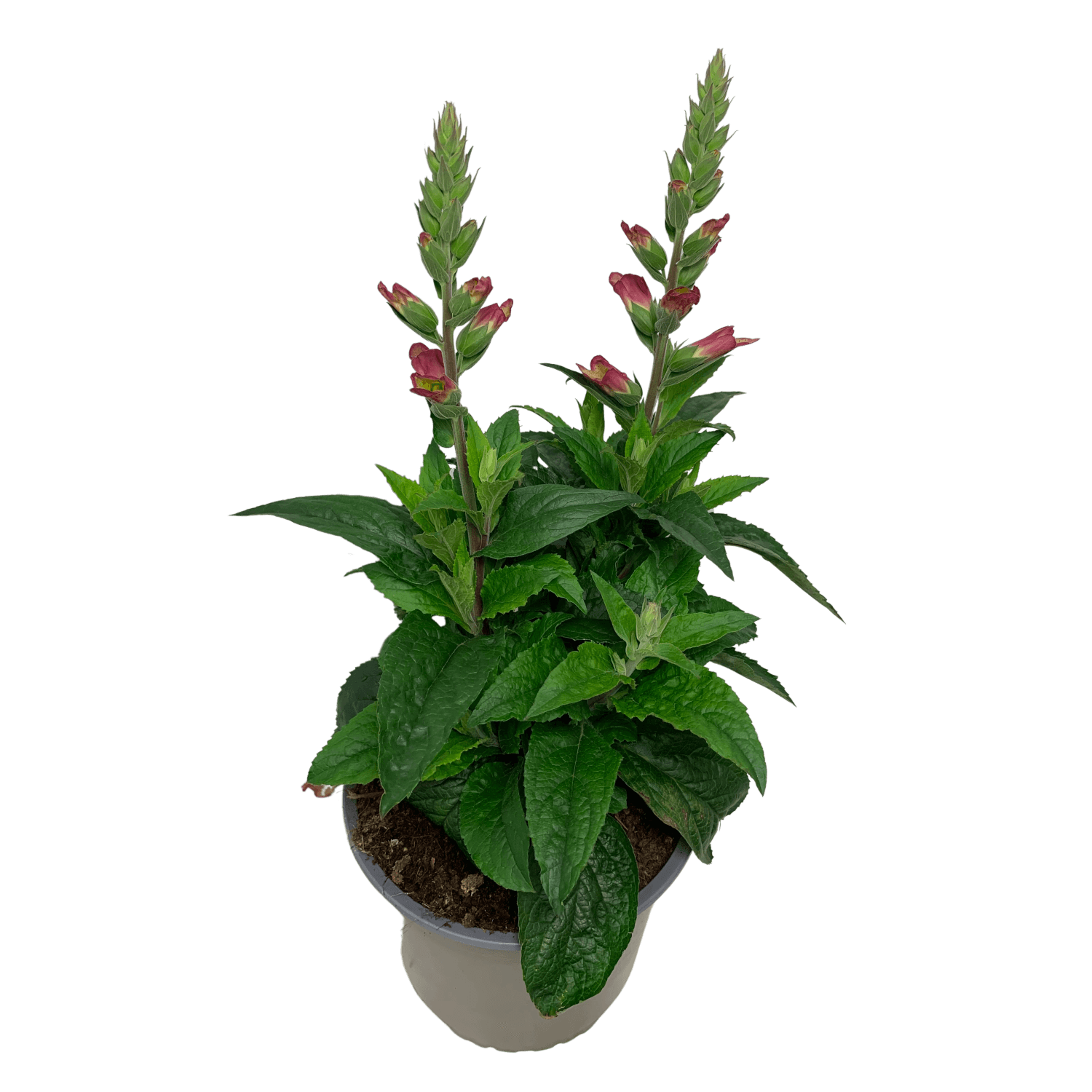 Náprstník (Digiplexis Hybrida), pr. kv. 23 cm Náprstník (Digiplexis Hybrida), pr. kv. 23 cm