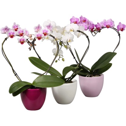 Orchidej motýlokvětá, mix, průměr květináče cca 9 cm, Phalaenopsis Orchidej motýlokvětá, mix, průměr květináče cca 9 cm, Phalaenopsis