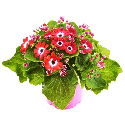 Landgard Straček krvavý (Senecio cruentus) "Senetti" cca pr. 13 cm Landgard Straček krvavý (Senecio cruentus) "Senetti" cca pr. 13 cm