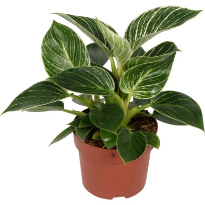 GROW by OBI Filodendron "White Wave" (Philodend), výška 20-25 cm, pr. kv. 12 cm GROW by OBI Filodendron "White Wave" (Philodend), výška 20-25 cm, pr. kv. 12 cm