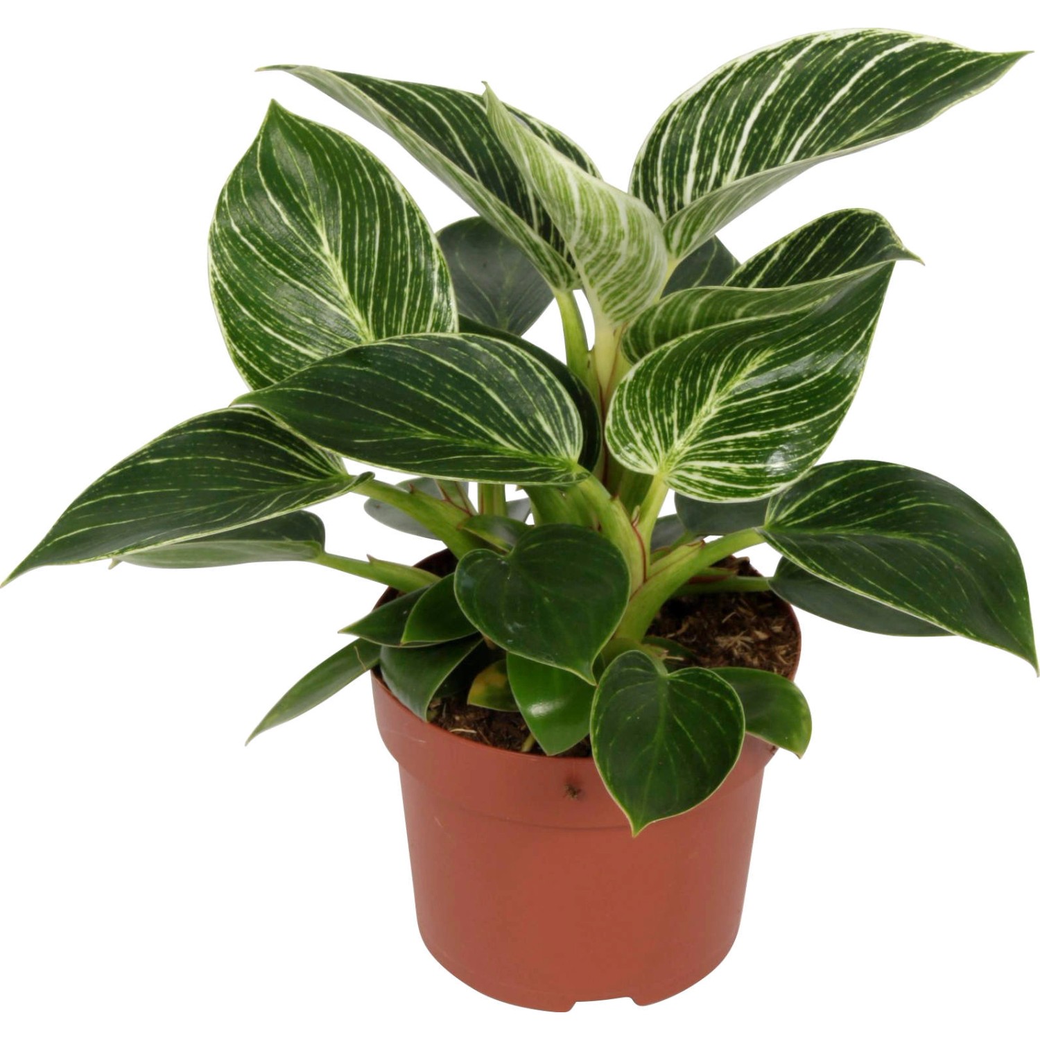 GROW by OBI Filodendron "White Wave" (Philodend), výška 20-25 cm, pr. kv. 12 cm GROW by OBI Filodendron "White Wave" (Philodend), výška 20-25 cm, pr. kv. 12 cm