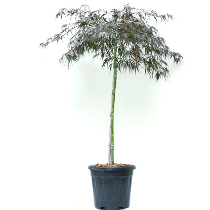 OBI Javor dlanitolistý (Acer palmatum) "Inaba Shidare" výška 80-100 cm, 20 l OBI Javor dlanitolistý (Acer palmatum) "Inaba Shidare" výška 80-100 cm, 20 l