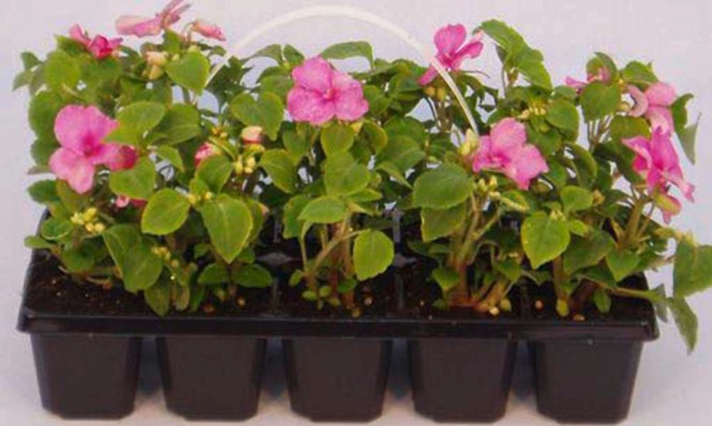 Netýkavka Netýkavka