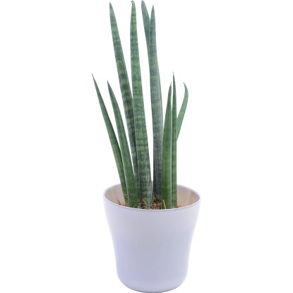 Tchynin jazyk různé druhy skleněný květináč pastelové barvy o pr. cca 7 cm Tchynin jazyk různé druhy skleněný květináč pastelové barvy o pr. cca 7 cm