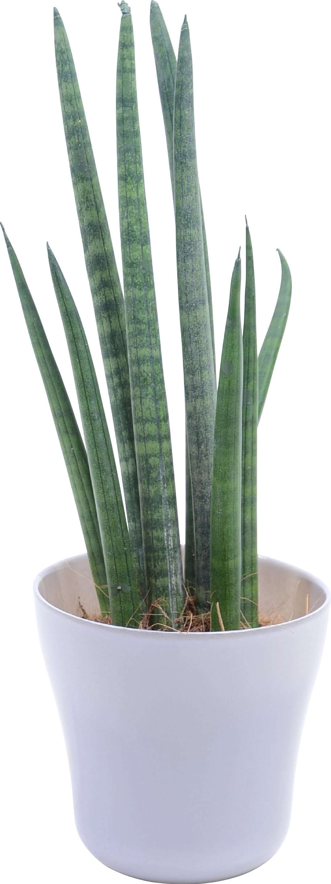 Tchynin jazyk různé druhy skleněný květináč pastelové barvy o pr. cca 7 cm Tchynin jazyk různé druhy skleněný květináč pastelové barvy o pr. cca 7 cm