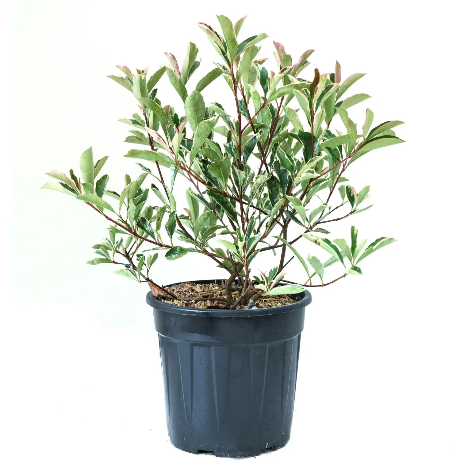 GROW by OBI Blýskavka Fraserova (Photinia fraseri) "Pink Marble", 25-30 cm, 10 l GROW by OBI Blýskavka Fraserova (Photinia fraseri) "Pink Marble", 25-30 cm, 10 l
