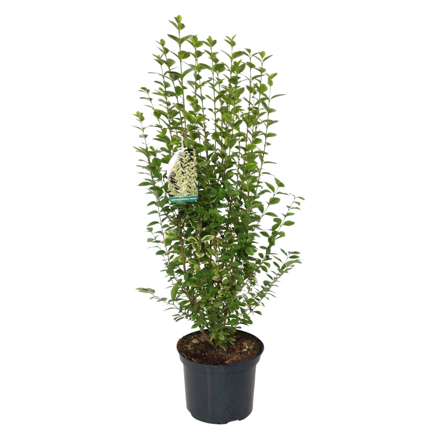 GROW by OBI Ptačí zob vejčitolistý (Ligustrum ovalium) "Aureum" 40-60 cm, 5 l GROW by OBI Ptačí zob vejčitolistý (Ligustrum ovalium) "Aureum" 40-60 cm, 5 l