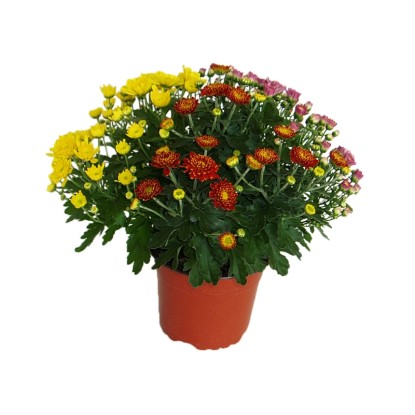 MONTANO Listopadka zahradní (Chrysanthemum multiflora) tříbarevná prc. cca 15 cm MONTANO Listopadka zahradní (Chrysanthemum multiflora) tříbarevná prc. cca 15 cm