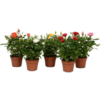 Royal Lemkes Růže (Rosa) "Amorosa" různé barvy cca výška 25 cm, pr. 10,5 cm Royal Lemkes Růže (Rosa) "Amorosa" různé barvy cca výška 25 cm, pr. 10,5 cm