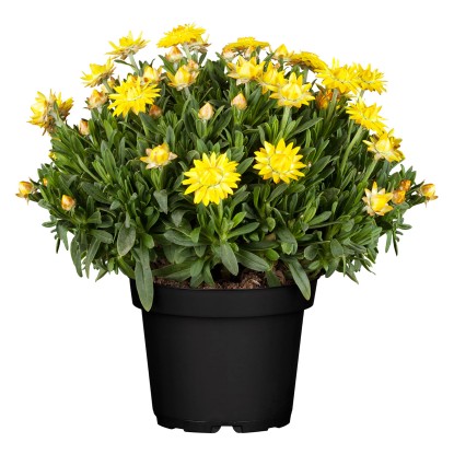 GROW by OBI Slaměnka listenatá (Bracteantha bracteata), pr. kv. cca 17 cm GROW by OBI Slaměnka listenatá (Bracteantha bracteata), pr. kv. cca 17 cm