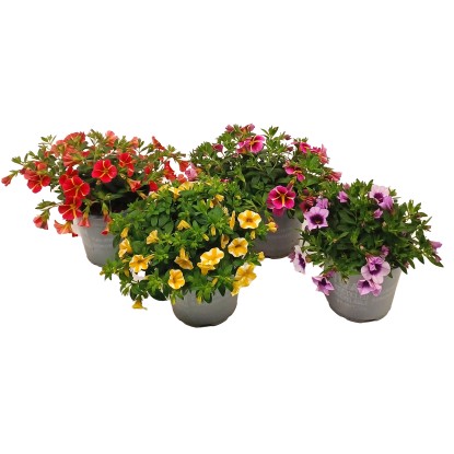 GROW by OBI Minipetúnie (Calibrachoa hybride) různé barvy pr. květináče 13 cm GROW by OBI Minipetúnie (Calibrachoa hybride) různé barvy pr. květináče 13 cm