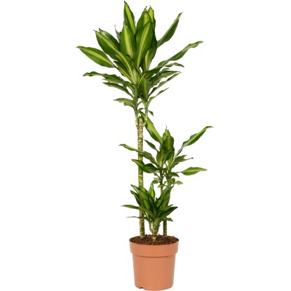 Dračinec "Cintho" výška cca 115-120 cm pr. květináče cca 21 cm Dracaena fragrans Dračinec "Cintho" výška cca 115-120 cm pr. květináče cca 21 cm Dracaena fragrans