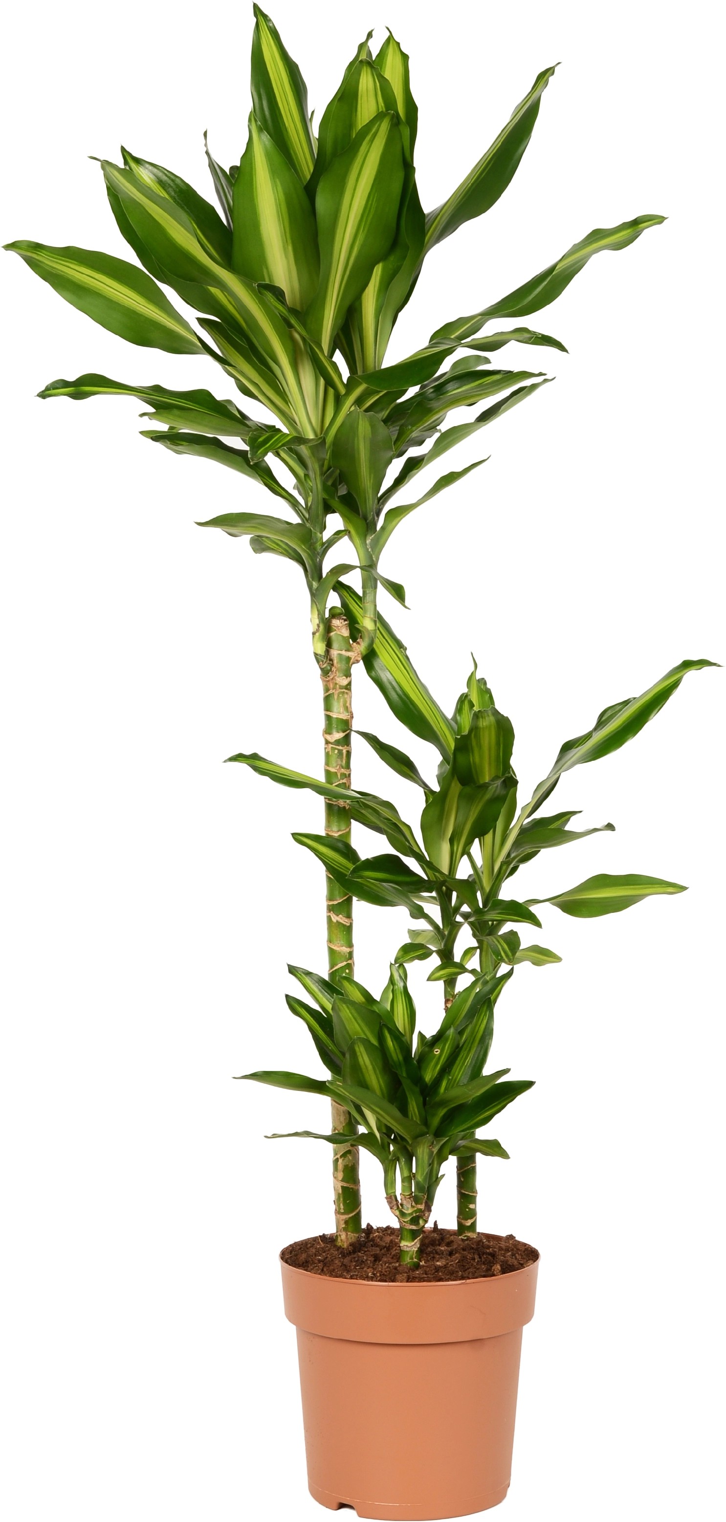 Dračinec "Cintho" výška cca 115-120 cm pr. květináče cca 21 cm Dracaena fragrans Dračinec "Cintho" výška cca 115-120 cm pr. květináče cca 21 cm Dracaena fragrans