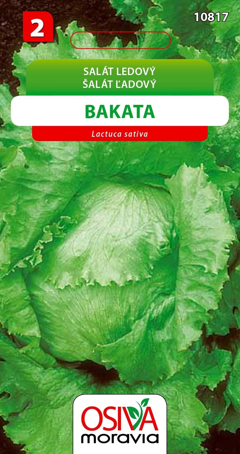 Salát Hlávkový ledový - Bakata (Lactuca sativa) Salát Hlávkový ledový - Bakata (Lactuca sativa)