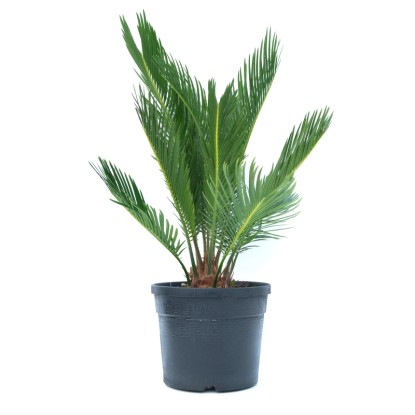 GROW by OBI Cykas japonský (Cycas revoluta) výška 20 cm, 3 l GROW by OBI Cykas japonský (Cycas revoluta) výška 20 cm, 3 l