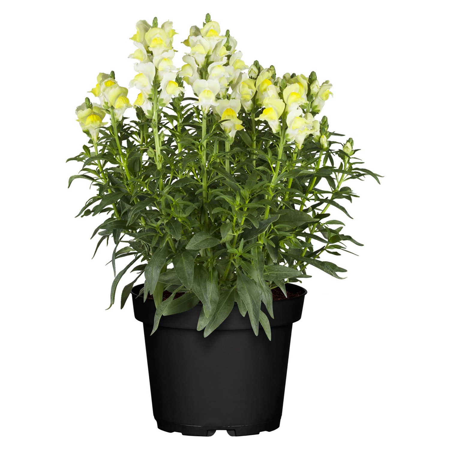 Grow By Obi Hled K V T Antirrhinum Majus Pr Kv Cca Cm Koupit